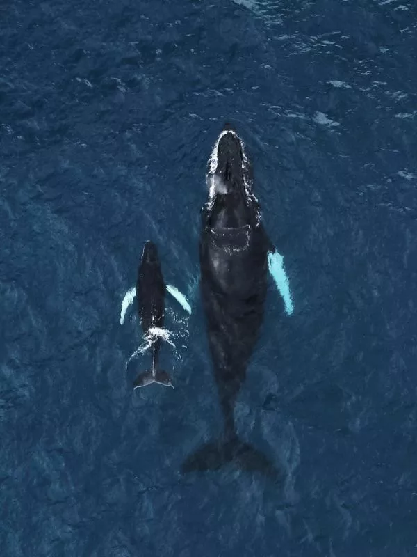 Whales from above in Drake Bay, Costa Rica