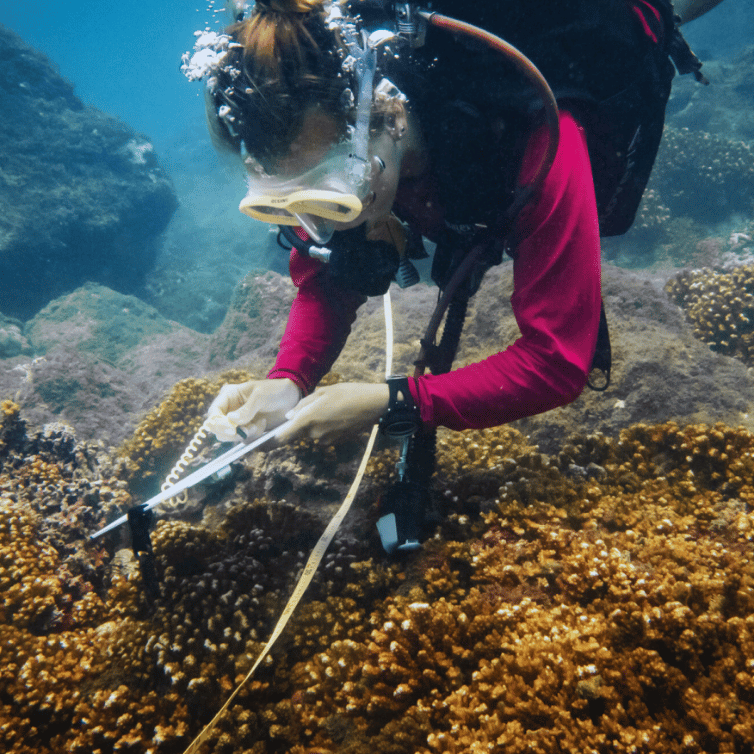 Adopt a Coral Program | SCP Corcovado Wilderness Lodge