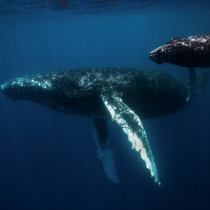 Innoceana Whale Monitoring