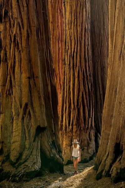 woman walking through redwood forest