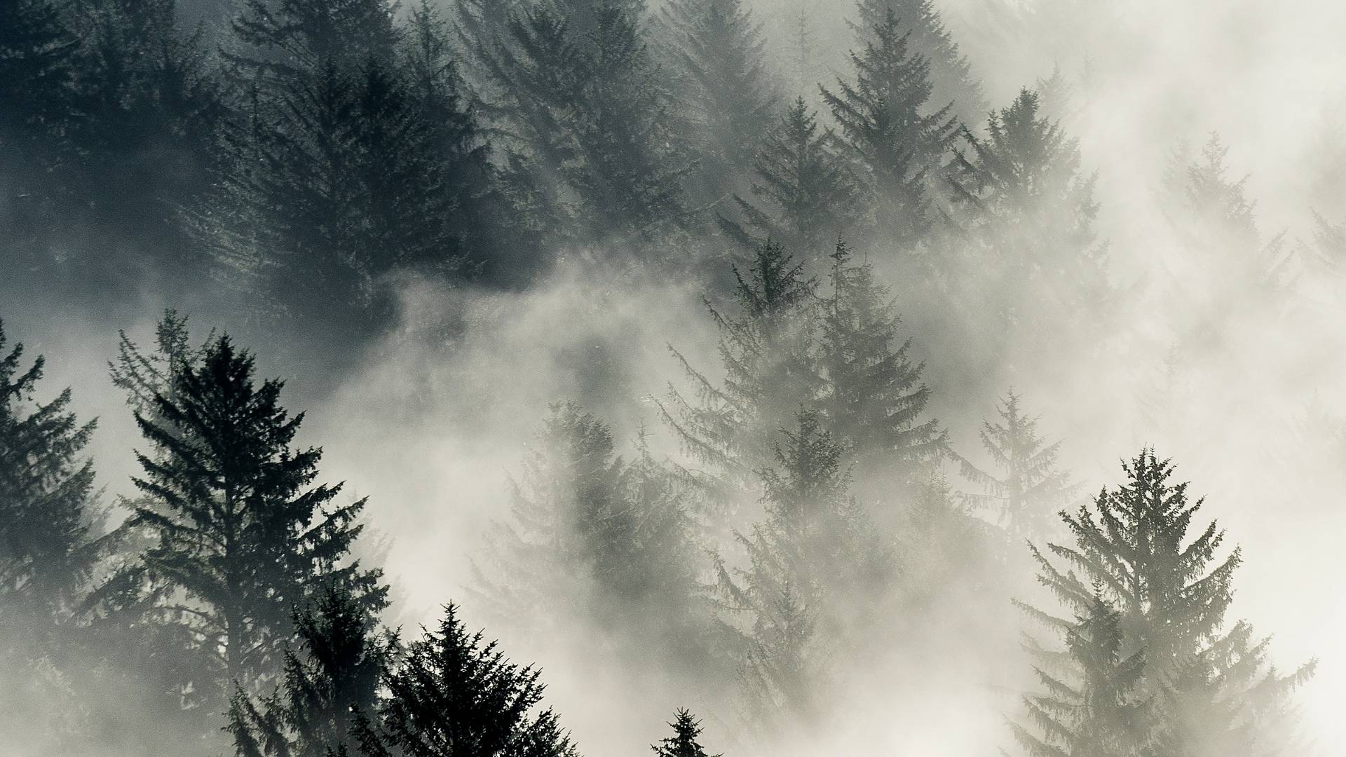 Pine trees in Oregon