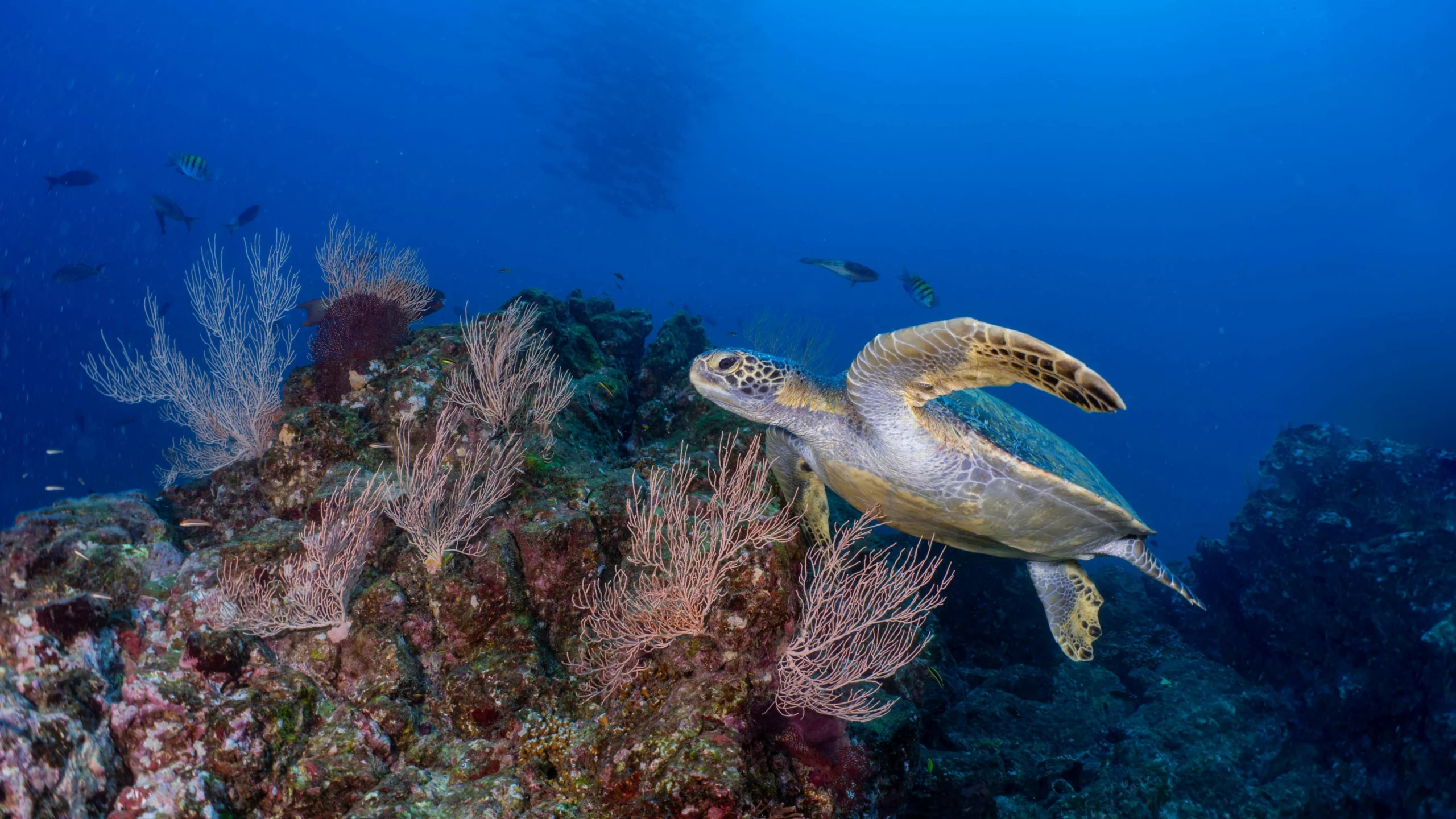 Innoceana Sea Turtle